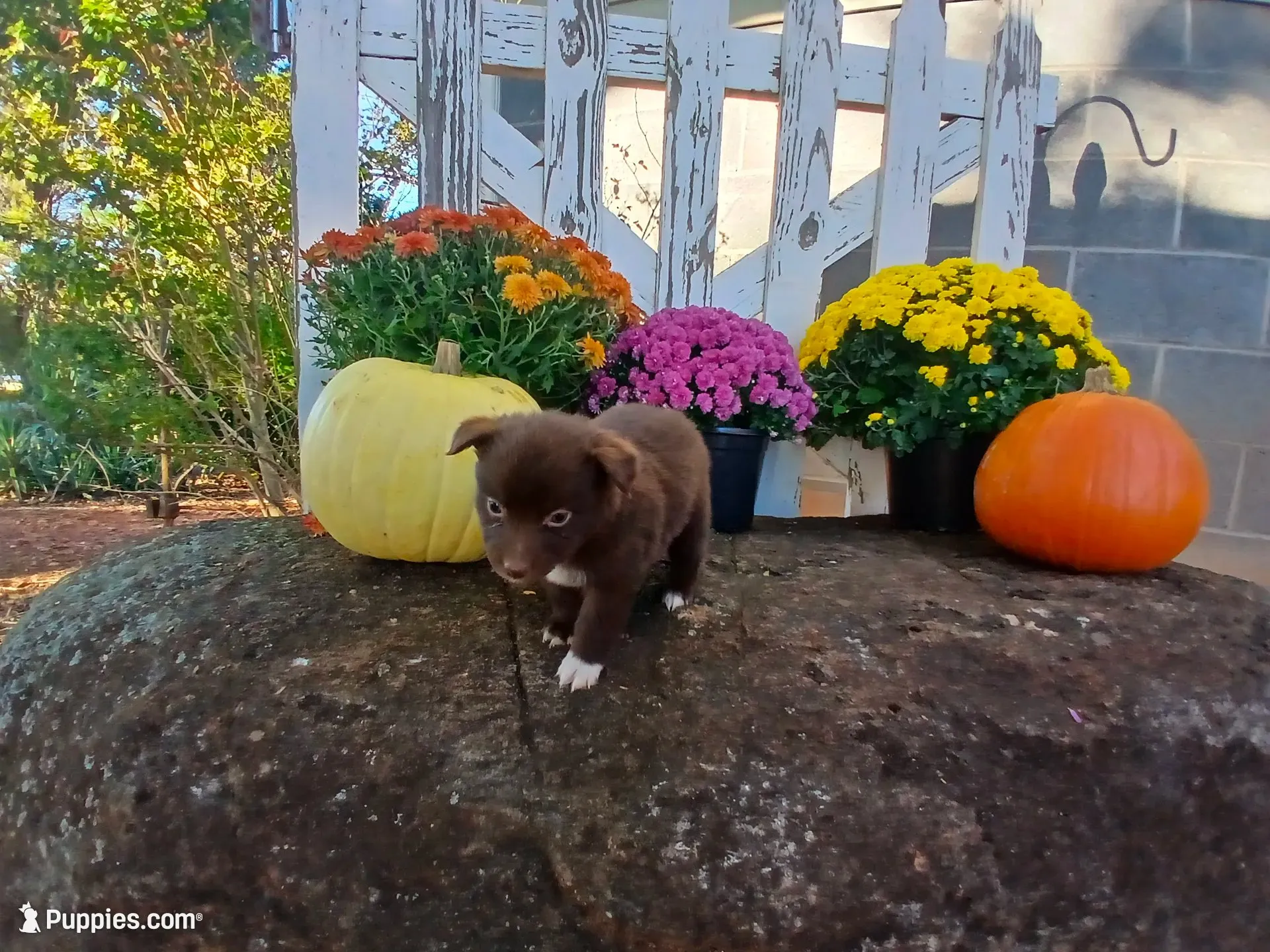 Sadie , a male Miniature Australian Shepherd for sale in Seneca, SC – 2 of 6
