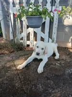 Ruger , a male Labrador Retriever for sale in Seneca, SC – 3 of 8