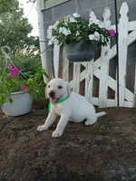 Emma , a female Labrador Retriever for sale in Seneca, SC – 3 of 7