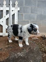 Luna , a female Miniature Australian Shepherd for sale in Seneca, SC – 5 of 8