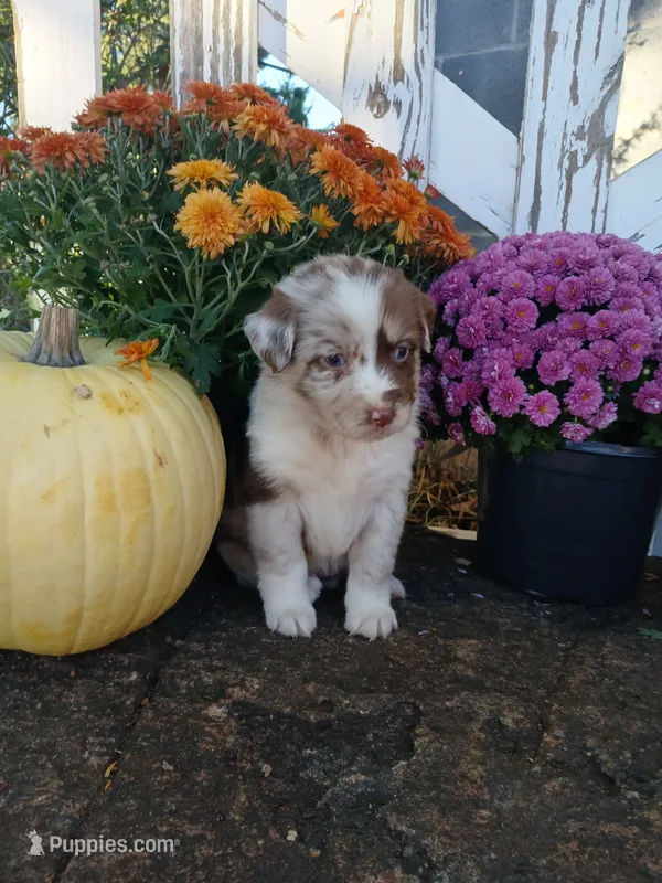 Tate – Miniature Australian Shepherd puppy for sale in Seneca, SC