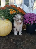 Tate, a male Miniature Australian Shepherd for sale in Seneca, SC – 1 of 7