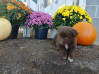 Bear, a male Miniature Australian Shepherd for sale in Seneca, SC – 4 of 6