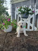 Max, a male Labrador Retriever for sale in Seneca, SC – 3 of 8