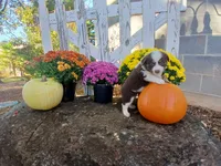 Lexi , a male Miniature Australian Shepherd for sale in Seneca, SC – 5 of 6