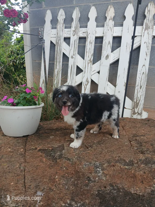 Sadie  – Miniature Australian Shepherd puppy for sale in Seneca, SC