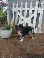 Sadie , a female Miniature Australian Shepherd for sale in Seneca, SC – 1 of 9