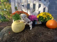 Snickers , a male Miniature Australian Shepherd for sale in Seneca, SC – 6 of 6