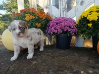 Tate, a male Miniature Australian Shepherd for sale in Seneca, SC – 5 of 7