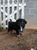 Riley , a female Miniature Australian Shepherd for sale in Seneca, SC – 3 of 9