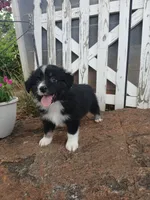 Milo, a male Miniature Australian Shepherd for sale in Seneca, SC – 4 of 9
