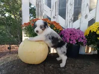 Marble , a male Miniature Australian Shepherd for sale in Seneca, SC – 5 of 7