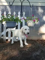 Ruger , a male Labrador Retriever for sale in Seneca, SC – 7 of 8