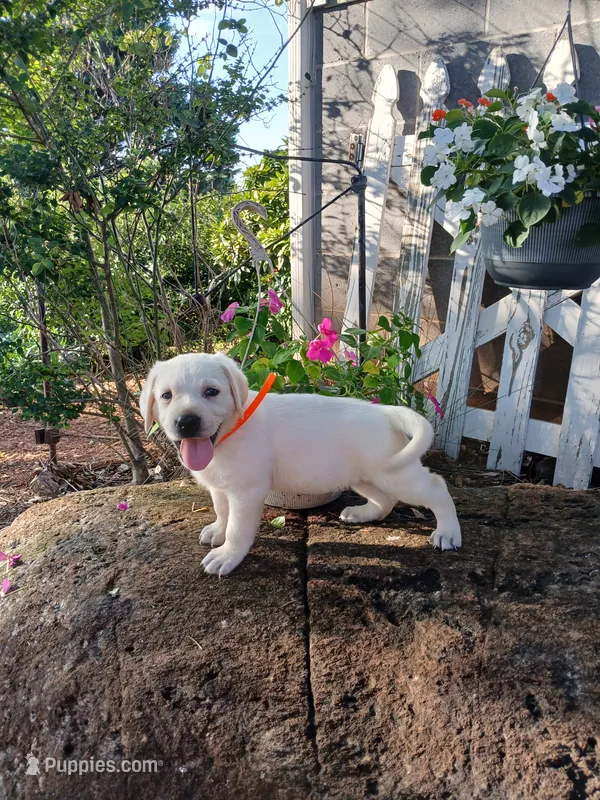 Bear – Labrador Retriever puppy for sale in Seneca, SC
