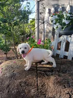 Bear, a male Labrador Retriever for sale in Seneca, SC – 1 of 8