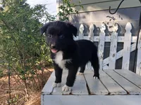 Stella , a female Miniature Australian Shepherd for sale in Seneca, SC – Photo 2 of 7