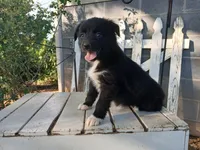 Stella , a female Miniature Australian Shepherd for sale in Seneca, SC – Photo 3 of 7