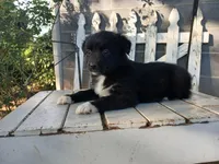 Stella , a female Miniature Australian Shepherd for sale in Seneca, SC – Photo 1 of 7