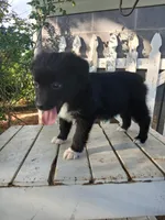 Stella , a female Miniature Australian Shepherd for sale in Seneca, SC – Photo 4 of 7