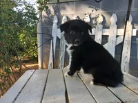 Stella , a female Miniature Australian Shepherd for sale in Seneca, SC – Photo 5 of 7