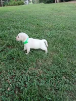 Emma , a female Labrador Retriever for sale in Seneca, SC – 2 of 7