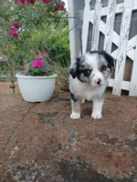 Luna , a female Miniature Australian Shepherd for sale in Seneca, SC – 7 of 8