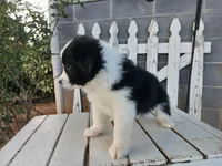 Bear, a male Miniature Australian Shepherd for sale in Seneca, SC – Photo 3 of 7