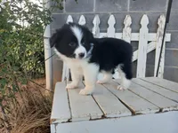 Bear, a male Miniature Australian Shepherd for sale in Seneca, SC – Photo 2 of 7