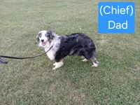 Bear, a male Miniature Australian Shepherd for sale in Seneca, SC – Photo 7 of 7