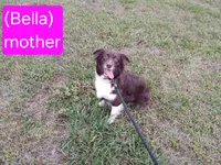 Bear, a male Miniature Australian Shepherd for sale in Seneca, SC – Photo 6 of 7