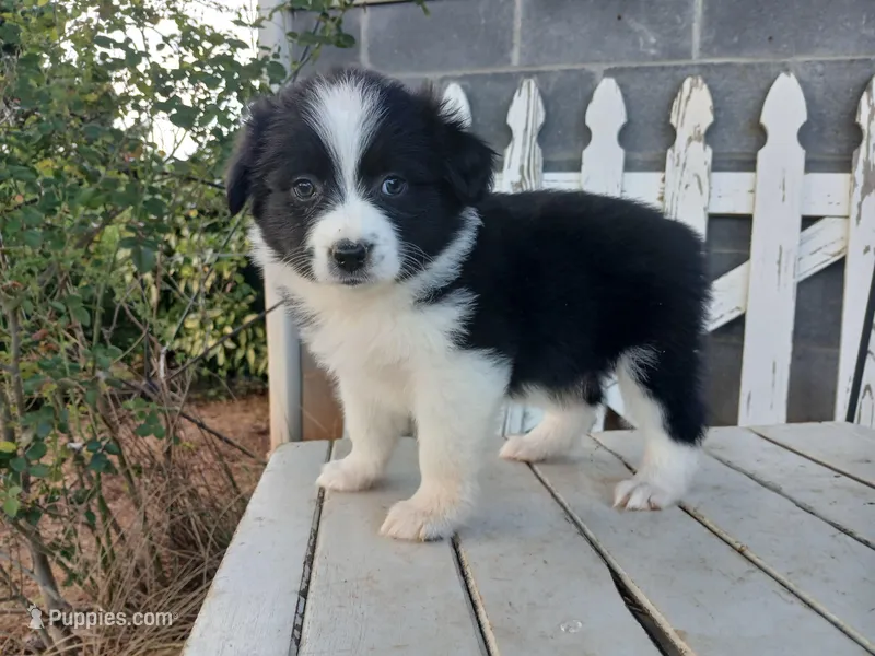 Bear – Miniature Australian Shepherd puppy for sale in Seneca, SC