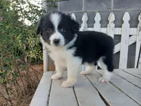 Bear, a male Miniature Australian Shepherd for sale in Seneca, SC – Photo 1 of 7