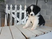 Bear, a male Miniature Australian Shepherd for sale in Seneca, SC – Photo 4 of 7