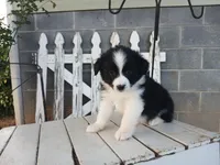 Bear, a male Miniature Australian Shepherd for sale in Seneca, SC – Photo 5 of 7