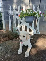 Jake , a male Labrador Retriever for sale in Seneca, SC – 2 of 9