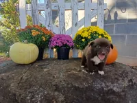 Sadie , a male Miniature Australian Shepherd for sale in Seneca, SC – 4 of 6