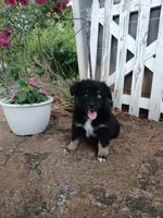 Riley , a female Miniature Australian Shepherd for sale in Seneca, SC – 4 of 9