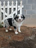 Luna , a female Miniature Australian Shepherd for sale in Seneca, SC – 4 of 8