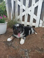 Sadie , a female Miniature Australian Shepherd for sale in Seneca, SC – 3 of 9