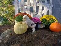 Snickers , a male Miniature Australian Shepherd for sale in Seneca, SC – 5 of 6