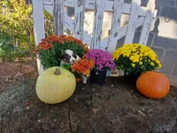 Lexi , a male Miniature Australian Shepherd for sale in Seneca, SC – 4 of 6