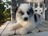 Sadie, a female Miniature Australian Shepherd for sale in Seneca, SC – Photo 5 of 8