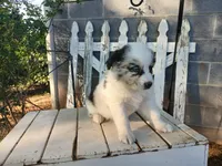 Sadie, a female Miniature Australian Shepherd for sale in Seneca, SC – Photo 4 of 8