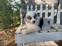 Sadie, a female Miniature Australian Shepherd for sale in Seneca, SC – Photo 3 of 8