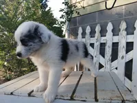 Sadie, a female Miniature Australian Shepherd for sale in Seneca, SC – Photo 6 of 8