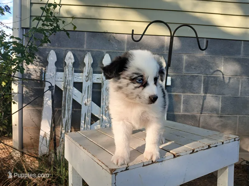 Sadie – Miniature Australian Shepherd puppy for sale in Seneca, SC