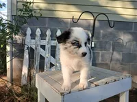 Sadie, a female Miniature Australian Shepherd for sale in Seneca, SC – Photo 1 of 8