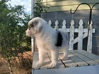 Sadie, a female Miniature Australian Shepherd for sale in Seneca, SC – Photo 2 of 8