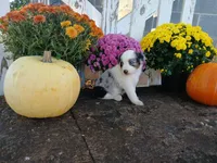 Marble , a male Miniature Australian Shepherd for sale in Seneca, SC – 6 of 7