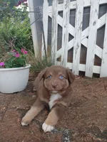 Mocha , a male Miniature Australian Shepherd for sale in Seneca, SC – 5 of 8
